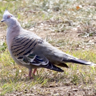 Ocyphaps lophotes (Crested Pigeon) at Dickson, ACT - 14 Apr 2018 by jbromilow50