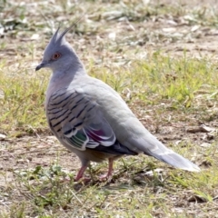 Ocyphaps lophotes at Dickson, ACT - 14 Apr 2018 12:59 PM