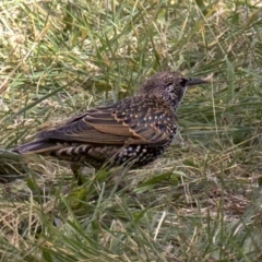 Sturnus vulgaris (Common Starling) at Dickson Wetland Corridor - 14 Apr 2018 by jb2602