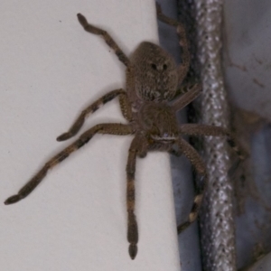 Neosparassus calligaster at Ainslie, ACT - 12 Apr 2018