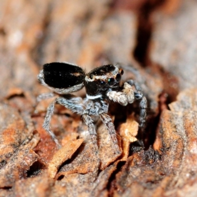 Maratus proszynskii (Peacock spider) at Namadgi National Park - 4 Nov 2013 by Harrisi