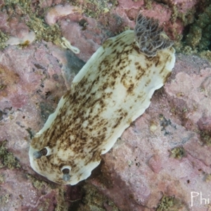 Aphelodoris varia at Batemans Marine Park - 7 Apr 2018