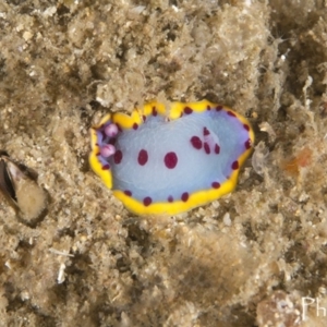 Hypselodoris bennetti at Narooma, NSW - 8 Apr 2018