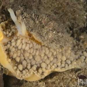 Umbraculum umbraculum at Narooma, NSW - 8 Apr 2018 04:22 AM