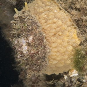 Umbraculum umbraculum at Narooma, NSW - 8 Apr 2018