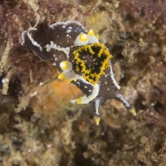 Polycera hedgpethi at Narooma, NSW - 8 Apr 2018 by Acanthaster