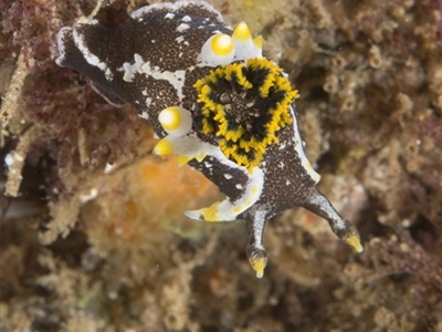 Polycera hedgpethi at Narooma, NSW - 8 Apr 2018 by Acanthaster