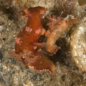 Plocamopherus imperialis at Narooma, NSW - 8 Apr 2018