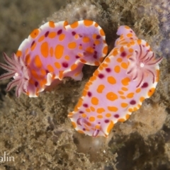 Ceratosoma amoenum (Clown Nudibranch) at Narooma, NSW - 7 Apr 2018 by PhilM