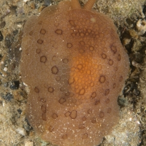 Pleurobranchus peronii at Narooma, NSW - 8 Apr 2018 05:11 AM