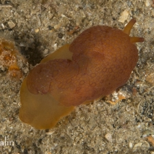 Pleurobranchus peronii at Narooma, NSW - 8 Apr 2018 05:11 AM