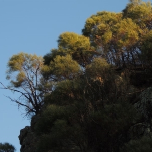 Acacia doratoxylon at Tennent, ACT - 14 Mar 2018