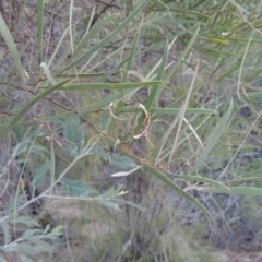 Acacia doratoxylon at Tennent, ACT - 14 Mar 2018