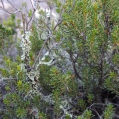 Calytrix tetragona (Common Fringe-myrtle) at Gigerline Nature Reserve - 14 Mar 2018 by michaelb