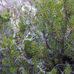 Calytrix tetragona (Common Fringe-myrtle) at Tennent, ACT - 14 Mar 2018 by michaelb