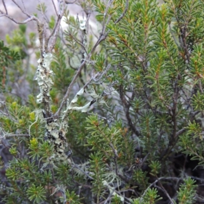 Calytrix tetragona (Common Fringe-myrtle) at Tennent, ACT - 14 Mar 2018 by michaelb