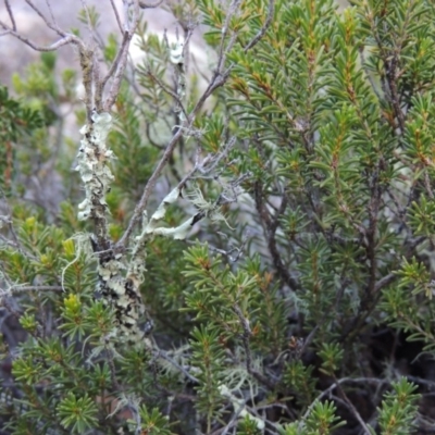 Calytrix tetragona (Common Fringe-myrtle) at Gigerline Nature Reserve - 14 Mar 2018 by michaelb