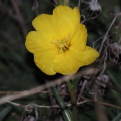 Oenothera stricta subsp. stricta (Common Evening Primrose) at Tennent, ACT - 14 Mar 2018 by MichaelBedingfield