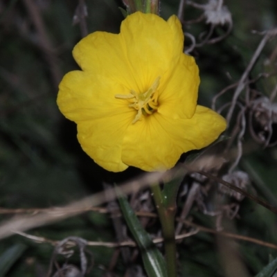Oenothera stricta subsp. stricta (Common Evening Primrose) at Tennent, ACT - 14 Mar 2018 by MichaelBedingfield