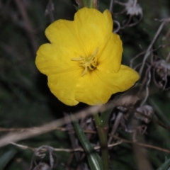 Oenothera stricta subsp. stricta (Common Evening Primrose) at Tennent, ACT - 14 Mar 2018 by michaelb