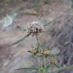 Euchiton sphaericus (Star Cudweed) at Gigerline Nature Reserve - 14 Mar 2018 by michaelb