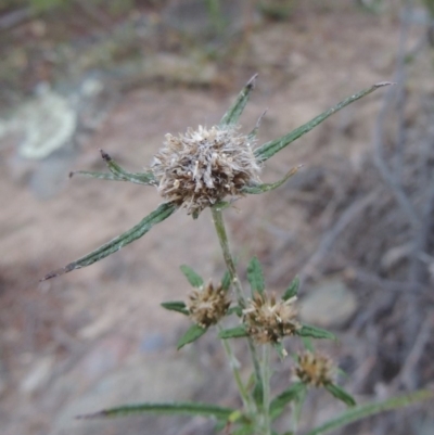 Euchiton sphaericus (Star Cudweed) at Gigerline Nature Reserve - 14 Mar 2018 by michaelb