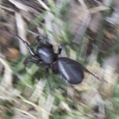 Storosa obscura (Dark Storosa) at Majura, ACT - 13 Apr 2018 by jb2602