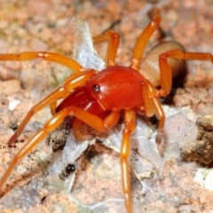 Dysdera crocata (Slater-eating Spider) at Belconnen, ACT - 6 Jan 2016 by Harrisi