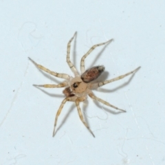 Oecobius sp. (genus) (Midget house spider) at Belconnen, ACT - 5 Jan 2016 by Harrisi