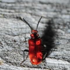 Lemodes coccinea (Scarlet ant beetle) at Namadgi National Park - 2 Dec 2012 by Harrisi