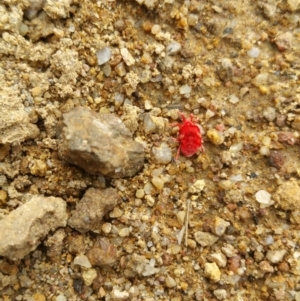 Trombidiidae (family) at Symonston, ACT - 16 Apr 2018 11:04 AM