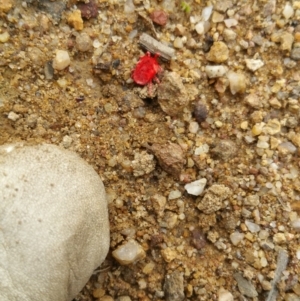 Trombidiidae (family) at Symonston, ACT - 16 Apr 2018 11:04 AM