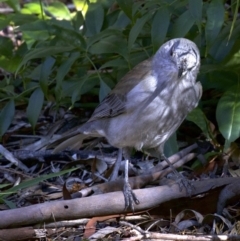Colluricincla harmonica (Grey Shrikethrush) at Acton, ACT - 8 Apr 2018 by jb2602
