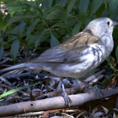 Colluricincla harmonica at Acton, ACT - 8 Apr 2018