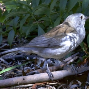 Colluricincla harmonica at Acton, ACT - 8 Apr 2018 03:05 PM