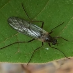 Boreoides subulatus (Wingless Soldier Fly) at Isaacs Ridge and Nearby - 16 Apr 2018 by Mike