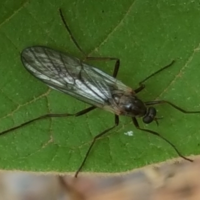 Boreoides subulatus (Wingless Soldier Fly) at Isaacs Ridge and Nearby - 16 Apr 2018 by Mike