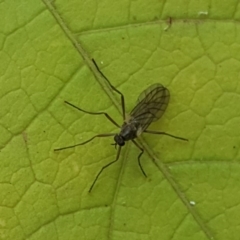 Boreoides subulatus at Isaacs Ridge - 16 Apr 2018