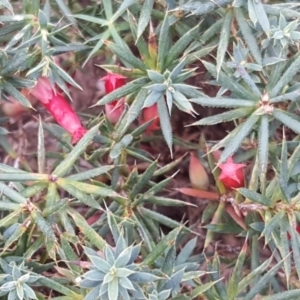 Styphelia humifusum at Isaacs Ridge - 16 Apr 2018