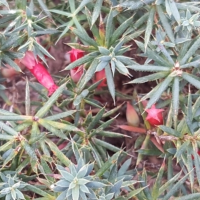 Astroloma humifusum (Cranberry Heath) at Isaacs, ACT - 16 Apr 2018 by Mike