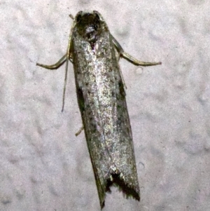 Lepidoscia (genus) ADULT at Ainslie, ACT - 6 Apr 2018