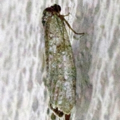 Lepidoscia (genus) ADULT at Ainslie, ACT - 6 Apr 2018