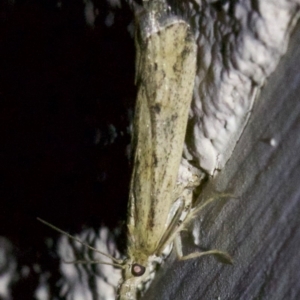 Crambidae sp. (family) at Ainslie, ACT - 6 Apr 2018 09:13 PM