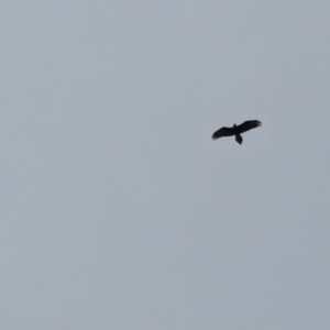 Aquila audax at Isaacs Ridge - 16 Apr 2018