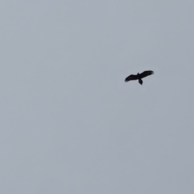 Aquila audax (Wedge-tailed Eagle) at Isaacs, ACT - 16 Apr 2018 by Mike