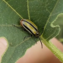 Lema (Quasilema) daturaphila (Three-lined potato beetle) at Stromlo, ACT - 16 Apr 2018 by EmmaCook