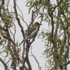 Oriolus sagittatus (Olive-backed Oriole) at Fyshwick, ACT - 15 Apr 2018 by AlisonMilton