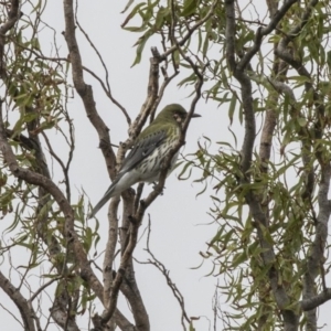 Oriolus sagittatus at Fyshwick, ACT - 15 Apr 2018 01:52 PM