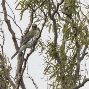 Oriolus sagittatus at Fyshwick, ACT - 15 Apr 2018