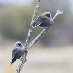 Artamus cyanopterus (Dusky Woodswallow) at Fyshwick, ACT - 15 Apr 2018 by AlisonMilton